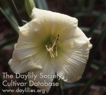 Daylily White Pansy